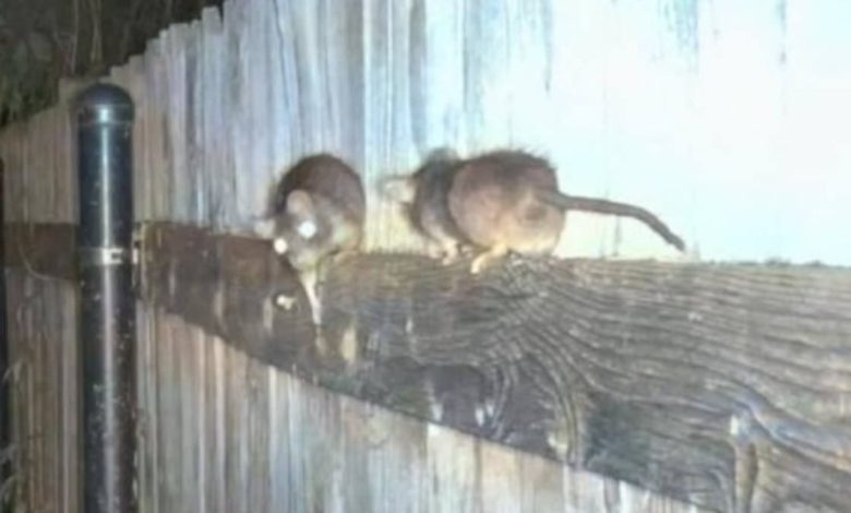 Rat ‘apocalypse’ forcing Idaho residents to catch vermin with bare hands…