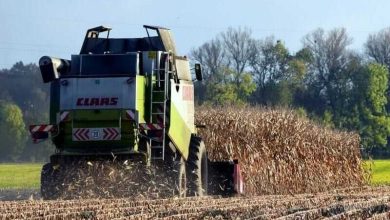 Corn Posting Gains to Round Out the Week