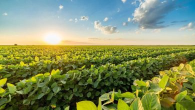 Soybeans Trading with Friday Gains