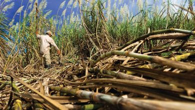 Sugar Prices Rally on the Outlook for Lower Sugar Production