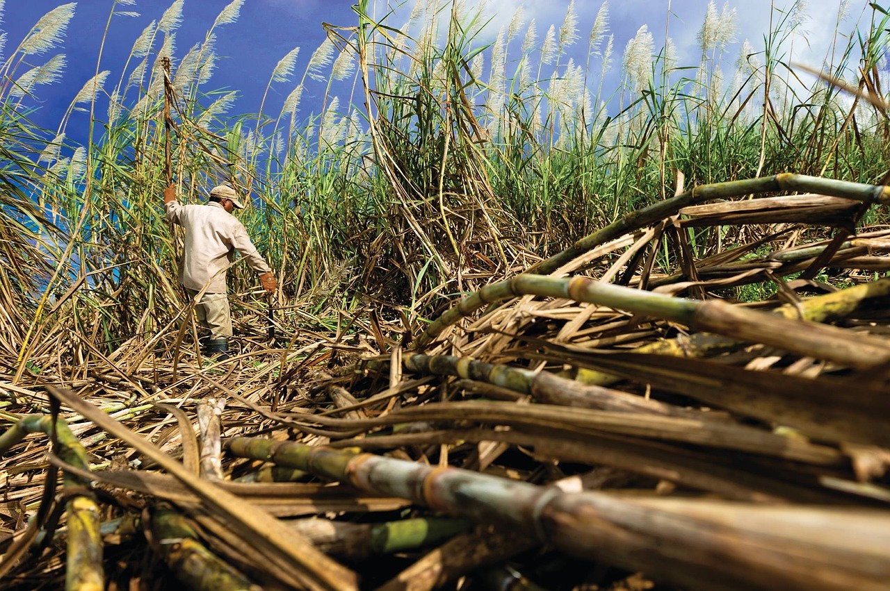 Sugar Prices Rally on the Outlook for Lower Sugar Production