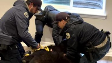Watch: Bear caught napping in window well of Colorado home