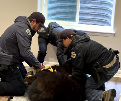 Watch: Bear caught napping in window well of Colorado home