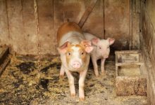 Hogs Look to Tuesday Following Monday Rally