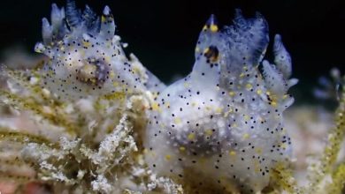 Tiny ‘sesame’ sea slug discovered in Taiwan is first of its genus named in 30 years