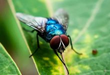 Flesh-eating screwworm fly is reemerging in Texas after decades, threatening livestock
