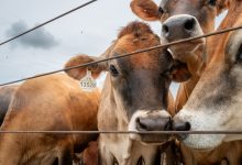U.S. confirms second Texas screwworm case, Canada restricts livestock imports