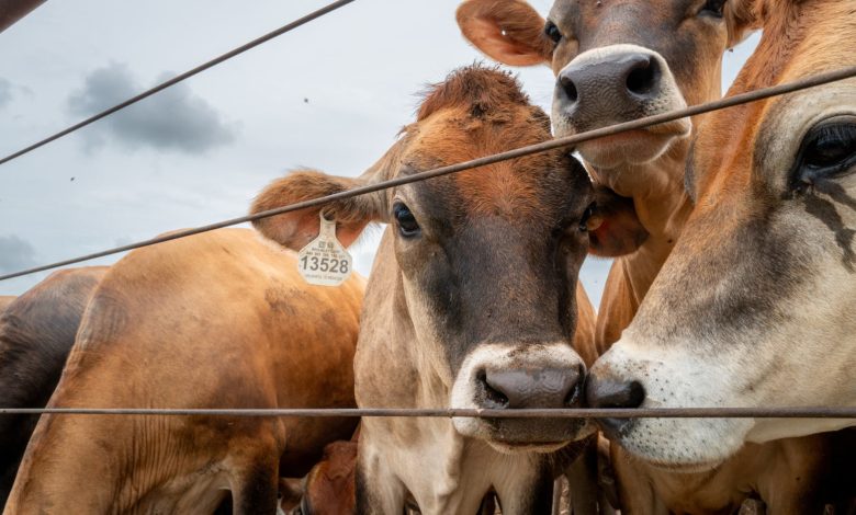 U.S. confirms second Texas screwworm case, Canada restricts livestock imports