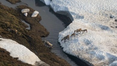 Trump’s Controversial Sale of Arctic Drilling Rights Draws Almost No Interest
