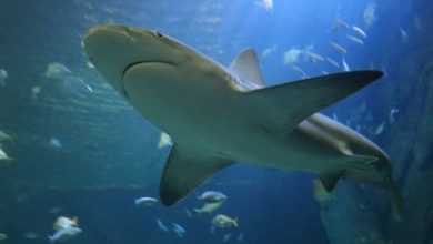 Diver dies in third fatal shark attack off Australia in four weeks