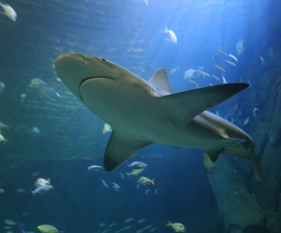 Diver dies in third fatal shark attack off Australia in four weeks