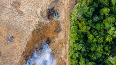 Amazon deforestation is falling, but progress is stalling