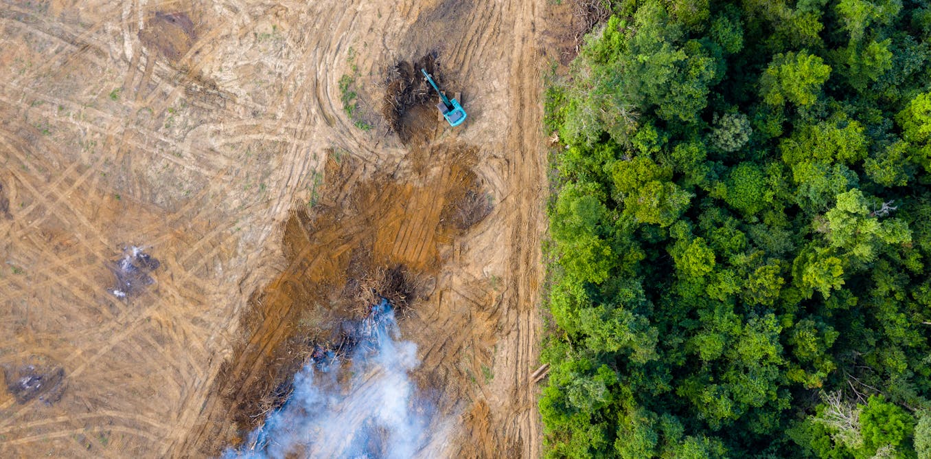 Amazon deforestation is falling, but progress is stalling