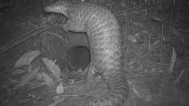 In Bangladesh, scientists learn what happens after rescued pangolins return to the wild