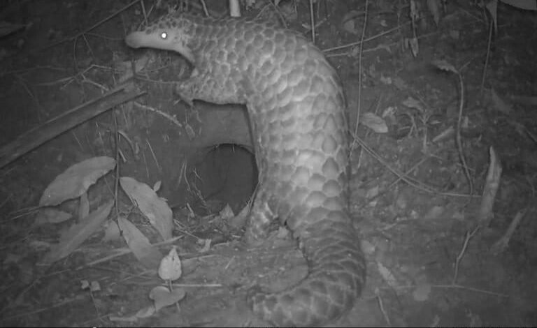In Bangladesh, scientists learn what happens after rescued pangolins return to the wild