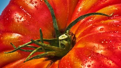 What Are Heirloom Tomatoes? A Complete Guide