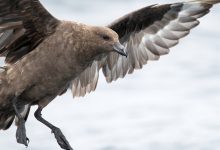 The first case of H5N1 bird flu in Australia has been confirmed. What does this mean?
