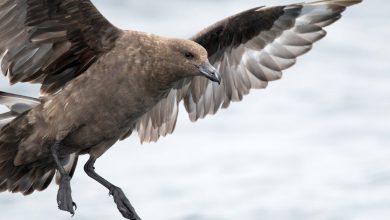 The first case of H5N1 bird flu in Australia has been confirmed. What does this mean?