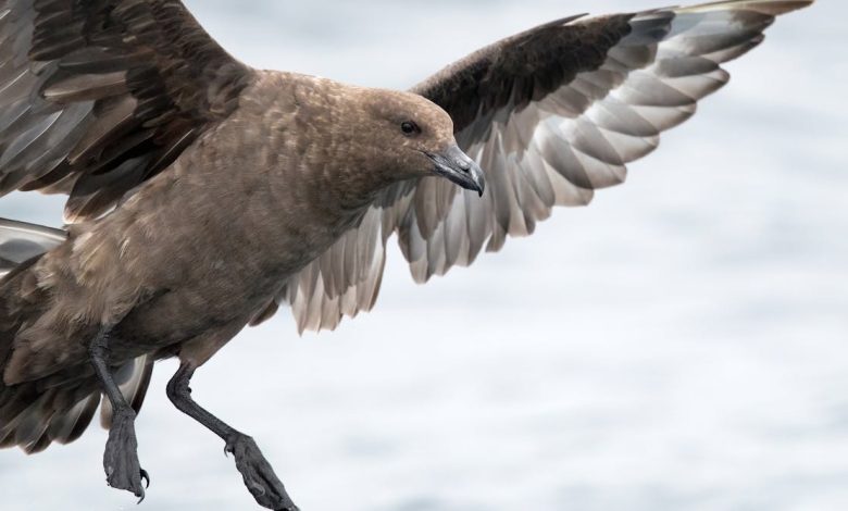 The first case of H5N1 bird flu in Australia has been confirmed. What does this mean?