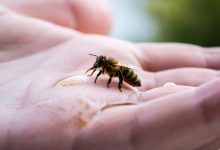 Australia has already spent over $100 million dealing with Varroa mite. Here’s what we can do next