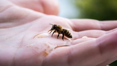 Australia has already spent over $100 million dealing with Varroa mite. Here’s what we can do next