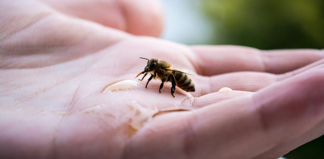 Australia has already spent over $100 million dealing with Varroa mite. Here’s what we can do next