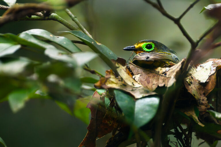 ‘Rare animals, photography and Instagram’ could help an Ivorian rainforest