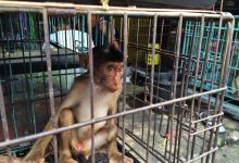 First global summit held in Indonesia to tackle animal cruelty content