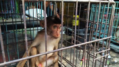 First global summit held in Indonesia to tackle animal cruelty content