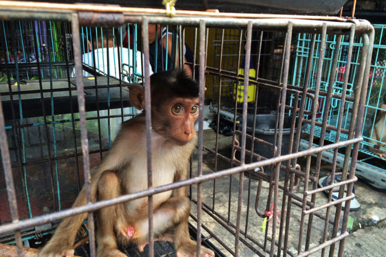 First global summit held in Indonesia to tackle animal cruelty content