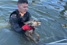 Stunned firefighters rescue ‘dog’ from Florida lake that turned out to be coyote pup
