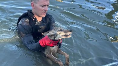 Stunned firefighters rescue ‘dog’ from Florida lake that turned out to be coyote pup