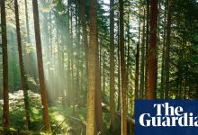 Trees may store less planet-heating carbon than hoped, study suggests