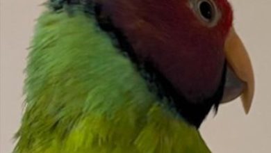 Parakeet named Spoodles named world’s oldest at 32