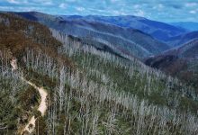 Can we keep Australia’s endangered alpine ash on the map? New modelling shows where to focus our efforts