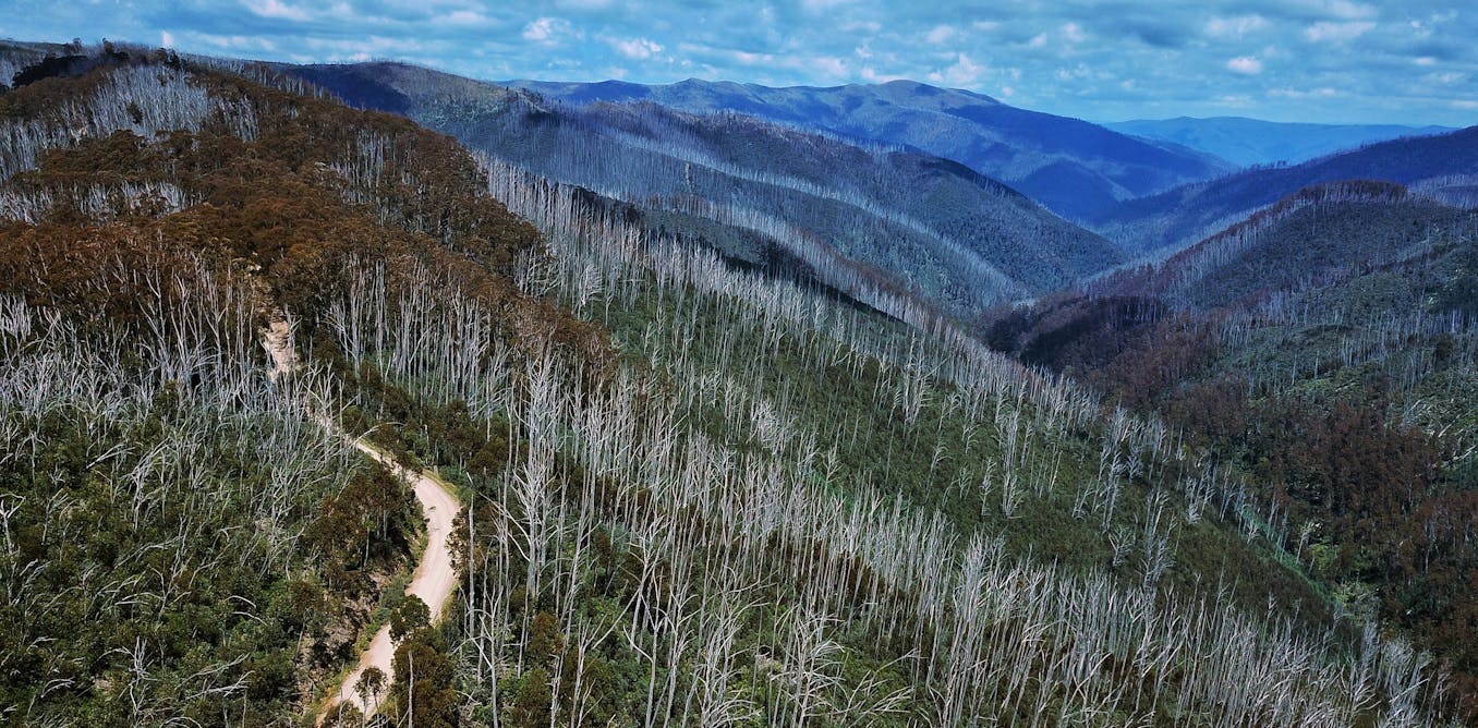 Can we keep Australia’s endangered alpine ash on the map? New modelling shows where to focus our efforts