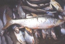 Recent discoveries of ‘lost’ Mekong giant salmon carp renews hope for the fish