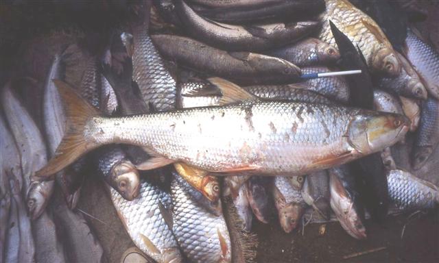 Recent discoveries of ‘lost’ Mekong giant salmon carp renews hope for the fish