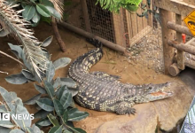 Family of boy attacked by crocodile thank zoo staff who rescued him