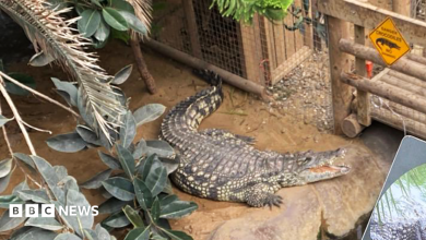 Family of boy attacked by crocodile thank zoo staff who rescued him