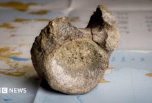 First dinosaur bone from Antarctica found in a drawer