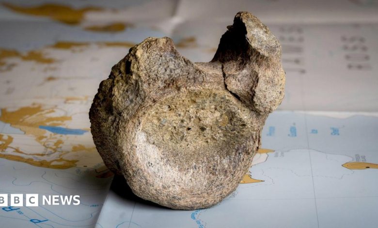 First dinosaur bone from Antarctica found in a drawer