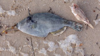 The tiny microalgae behind South Australia’s harmful algal bloom is among the most toxic ever tested