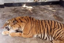 Bangladesh gets ready for its first release of tiger rescued from poachers’ trap