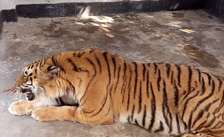 Bangladesh gets ready for its first release of tiger rescued from poachers’ trap