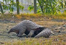 Pangolin habitat at risk in Pakistan