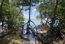 Southeast Asian mangroves shift from historic decline to net growth