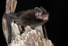 6-year-old girl bitten by rabid bat while playing outside her Wisconsin home, family says