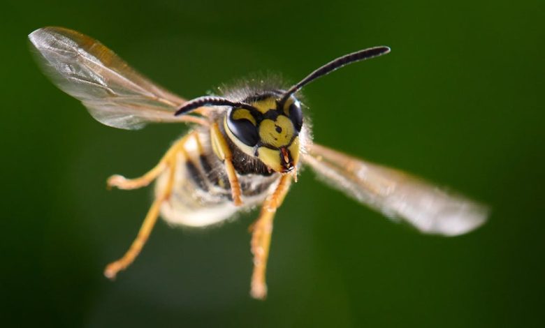 Where have all the wasps gone this summer?