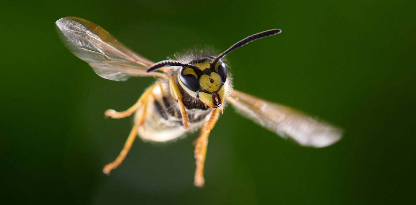 Where have all the wasps gone this summer?